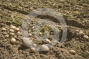 Potatoes fresh from the ground