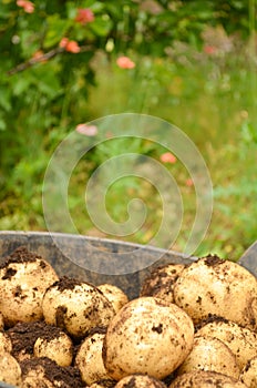 Potatoes freshly dug photo