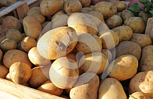 Potatoes fruit vitamine freshness agriculture