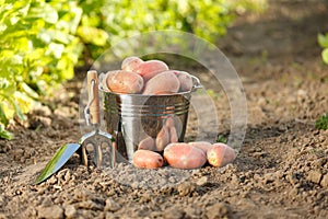 Potatoes and garden tools