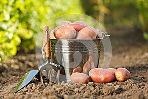 Potatoes and garden tools