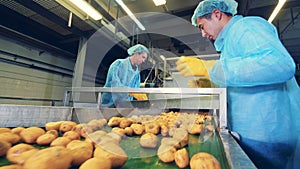 Potatoes are getting cut by two male specialists