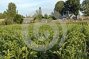 Potatoes green field with white flowers growing on organic farmers field