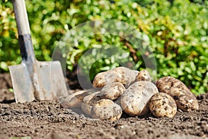 Potatoes on the ground