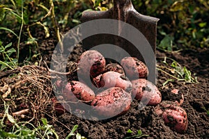 Potatoes on the ground just dug up with a shovel