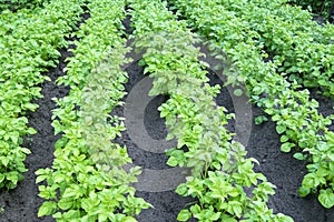 Potatoes grow in a field in rows. Green leaves of a young plant.