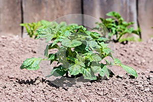 Potatoes. Growing potatoes in the agricultural field in spring