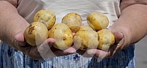 Potatoes in the hands of an elderly woman close-up.