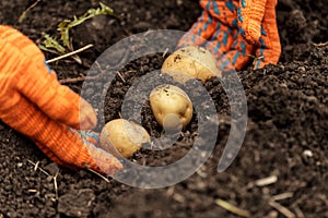 Potatoes in hands on soil background. creative photo.