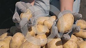 potatoes hands working man farmer close-up. farming. agriculture concept. growing organic fresh potatoes field land