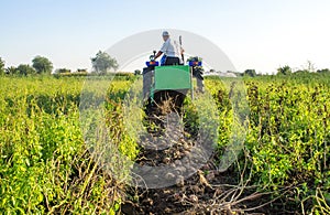 Potatoes lying on the soil on background of a digger tractor. The process of digging a crop of potatoes to the surface for further