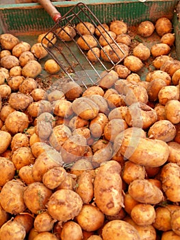 Potatoes on market