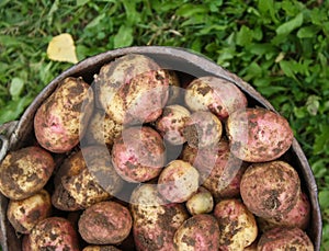 Potatoes in the old bucket