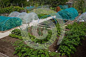 Potatoes, onions, brassicas and strawberries growing on wel-kept allotment