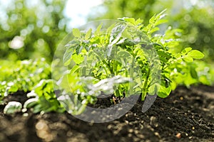 Potatoes in the open ground. Growing vegetables organic farming