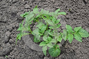 Potatoes. Perennial plants. Solanum tuberosum. Colorado beetles, Leptinotarsa decemlineata