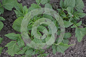 Potatoes. Perennial plants. Solanum tuberosum. Colorado beetles, Leptinotarsa decemlineata