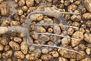 Potatoes and the pitchforks