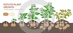 Potatoes plant growing process from seed to ripe vegetables on plants isolated on white background. Potato growth stages