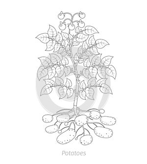 Potatoes plant. Spud plants. Harvest potato. Outline contour vector illustration.