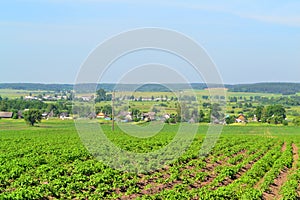 Potatoes plantation in russian village in summertime, panorama landscape