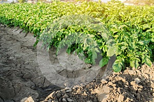 Potatoes plantations grow in the field. Vegetable rows. Agricultural grounds. Crops Fresh Agriculture Farming Farm. Potato plant