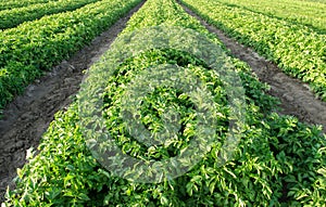 Potatoes plantations grow in the field. Vegetable rows. Farming, agriculture. Landscape with agricultural land. Fresh Organic