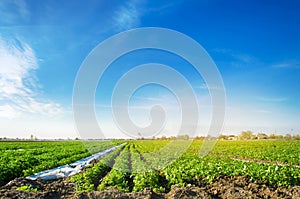 Potatoes plantations grow in the field. Vegetable rows. Farming, agriculture. Landscape with agricultural land. Fresh Organic