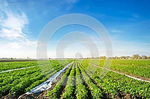 Potatoes plantations grow in the field. Vegetable rows. Farming, agriculture. Landscape with agricultural land. Fresh Organic