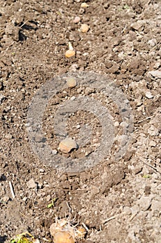 Potatoes planting