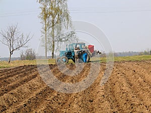 Potatoes planting