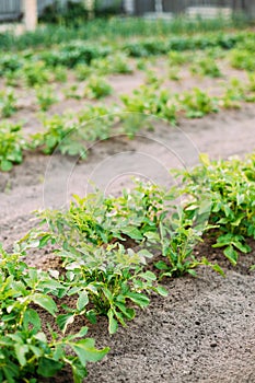 Potatoes Plants Growing In Raised Beds In Vegetable Garden In Su