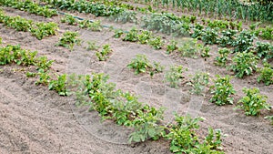 Potatoes Plants Growing In Raised Beds In Vegetable Garden In Summer