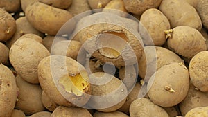 Potatoes and potato spoiled and spoilage warehouse mouse and mice bite, pest of stored vegetable food potato, frequent