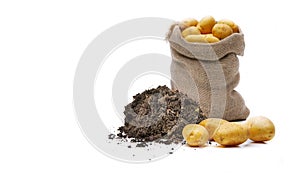 Potatoes in burlap sack isolated on white background