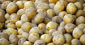 Potatoes for sale on a farmer market, close up