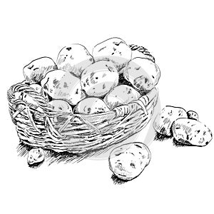 Potatoes scetch in a basket on white bsckground