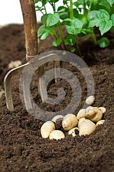 Potatoes in the soil