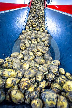 Potatoes sort process at the factory