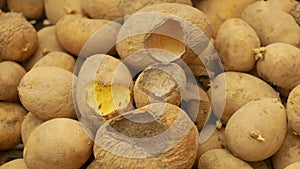 Potatoes spoiled and spoilage warehouse mouse and mice bite, pest of stored vegetable food potato, frequent problem in