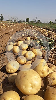 Potatoes sprouting from the fields