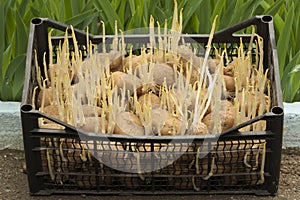 Naklíčených semena z brambory v krabice 