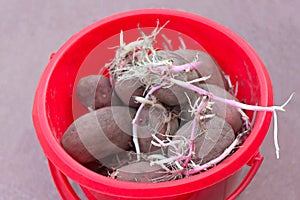 Potatoes with sprouts in red bucket.Sprouted potato tuber.prepared potatoes for planting.Close up.Ð¡oncept of growing