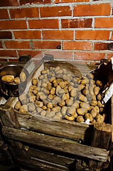 Potatoes stored in a cellar photo