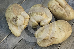 Potatoes on the table, grown very large but ugly
