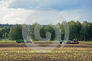 Potatoes and tractors in potatoes fiel