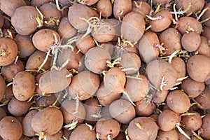 Potatoes tubers with germinated sprouts