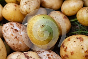 Potatoes turned green from the light and sun, harmful potatoes with solanin poison
