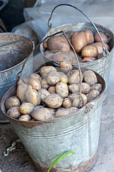 Potatoes in two baskets after harvesting.Fresh uncooked potatoes