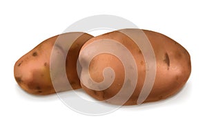 Potatoes, vector illustration